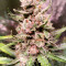 Auto Strawberry Gum (Advanced Seeds) Cannabis-Samen