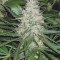 Blackwater cannabis strain