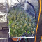 Bubble Bomb (Bomb Seeds) Cannabis-Samen