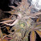 Chocolate Mint OG (Humboldt Seeds Organization) Cannabis-Samen