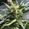 Dr. Grinspoon (Barney's Farm) Cannabis-Samen