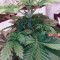 Edam Bomb (Cheese Bomb) (Bomb Seeds) Cannabis-Samen