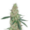 Exodus Kush (DNA Genetics) Cannabis-Samen