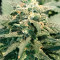 Fast & Vast Auto (Heavyweight Seeds) Cannabis-Samen