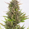 Head Stash Auto (Big Head Seeds) Cannabis-Samen