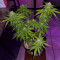 Hindu Kush (Sensi Seeds) Cannabis-Samen