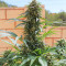 King Kong (Dr. Underground) Cannabis-Samen