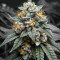 Kosher Kush Regular (Reserva Privada) Cannabis-Samen