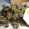 NYC Diesel (Zambeza Seeds) Cannabis-Samen