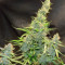 Northern Light x Big Bud Early Harvest (World of Seeds) Cannabis-Samen
