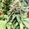 Northern Lights regular (Sensi Seeds) Cannabis-Samen
