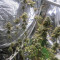 Northern Lights (Seedstockers) Cannabis-Samen