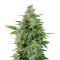 OG Kush Auto (Kera Seeds) Cannabis-Samen
