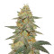Outdoor Hurricane (Kera Seeds) Cannabis-Samen
