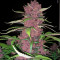 Purple Lemonade Auto feminisierte Samen (Fast Buds)