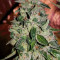 Ripper badazz (Ripper Seeds) Cannabis-Samen
