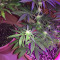 Ruderalis Skunk regular (Sensi Seeds) Cannabis-Samen