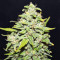 Sour Crack Auto (Mephisto Genetics) Cannabis-Samen