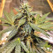 Sticky Fingers Autoflower (Seedstockers) Cannabis-Samen