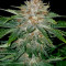 Strawberry Nuggets Auto (Mephisto Genetics) Cannabis-Samen