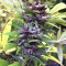 JillyBean regular (TGA Subcool Seeds / SubCool’s The Dank) Cannabis-Samen