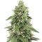 Zombie Kush (Ripper Seeds) Cannabis-Samen