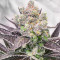 Bruce Banner # feminisierte Samen (AlphaFem Seeds)