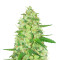 Diesel Berry Auto (Auto Seeds) Cannabis-Samen