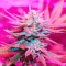 Different GG#4 feminisierte Samen (AlphaFem Seeds)