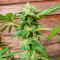 Hero Cookies feminisierte Samen (AlphaFem Seeds)