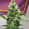 Kosher Kush 66 Autoflower feminisierte Samen (EGS)
