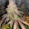 Red Hot Cookies feminisiertes Saatgut (Sweet Seeds)