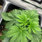 Kaufe Grandmommy Purple Samen feminisiert von Herbies Seeds