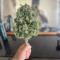 Kaufe Godzilla Cookies Auto Samen feminisiert von Herbies Seeds