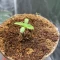 LSD-25 Auto (Fast Buds) Cannabis-Samen zu verkaufen