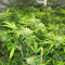 Chocolate Skunk (00 Seeds) Cannabis-Samen zu verkaufen