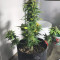 Auto Purple Gorilla (Short Stuff Seeds) Cannabis-Samen zu verkaufen