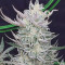 Strawberry Banana Auto Cannabis-Samen Kaufen