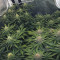 Purple Punch (Barney's Farm) Cannabis-Samen zu verkaufen