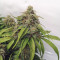 Z Auto Cannabis-Samen Kaufen