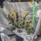 Dark Devil Auto (Sweet Seeds) Cannabis-Samen zu verkaufen
