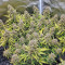 Original Big Bud Auto Cannabis-Samen Kaufen