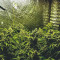 ICED Grapefruit (Female Seeds) Cannabis-Samen zu verkaufen