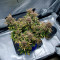 Runtz Auto Cannabis-Samen Kaufen