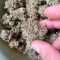 Kaufe Watermelon Z Auto Samen feminisiert von Barney's Farm