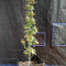 Amnesia Haze Cannabis-Samen Kaufen