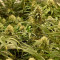 Monster Bruce Banner Cannabis-Samen Kaufen