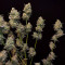Six Shooter Auto Cannabis-Samen Kaufen