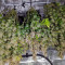 Wedding Cake (Seedstockers) Cannabis-Samen zu verkaufen