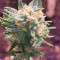 Tropicana Cookies Auto (Fast Buds) Cannabis-Samen zu verkaufen